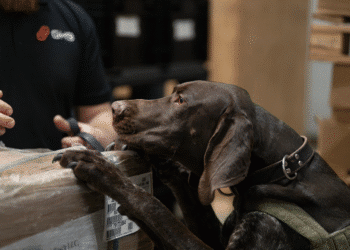 a dog inspects cargo