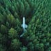 Old airplane in forest