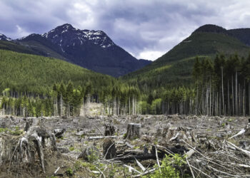 Canada logging