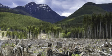 Canada logging